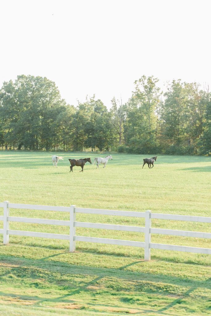 Portrait of horses in a field